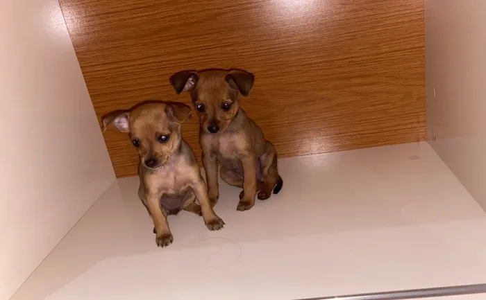Garanta seu machinho Pinscher