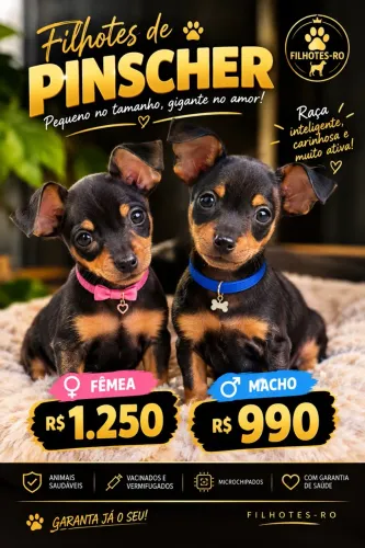 Pinscher 