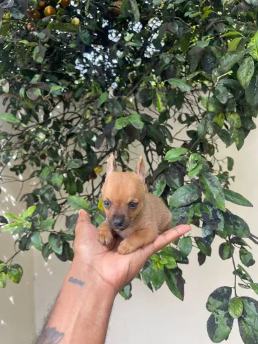 Pincher macho 0