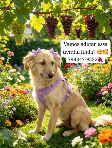 Adoção ?