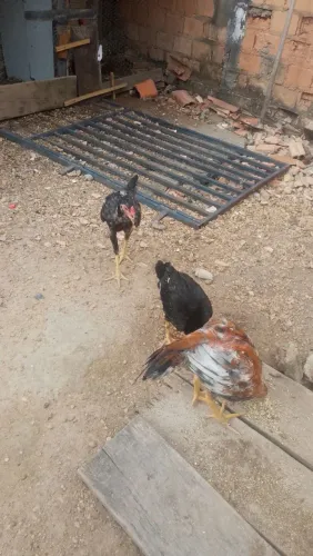 Galinhas caipiras todas por 150