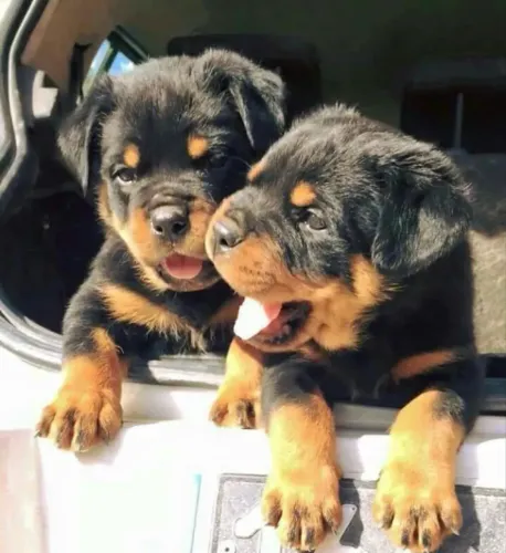 Rottweiler ¿ filhotinhos liberados , vacinados e com garantias 