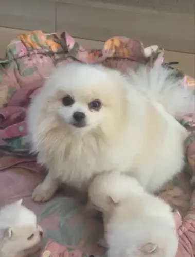 Doação Spitz alemão anão! Estou saindo do pais