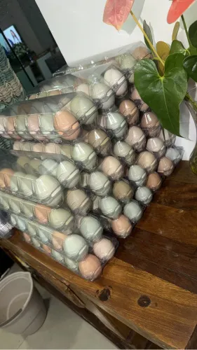 Galinha caipira 