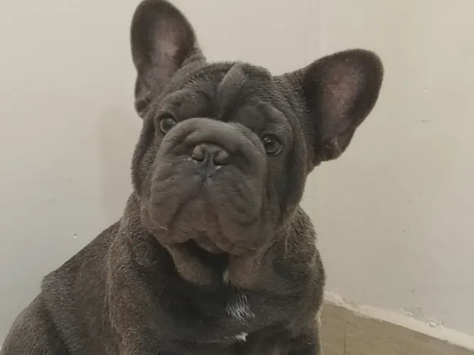Fêmea bulldog francês big hope 