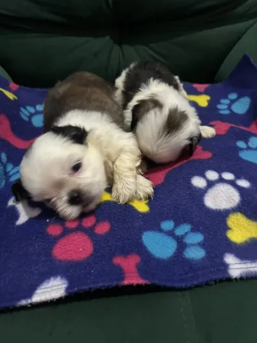 Filhote de shih tzu