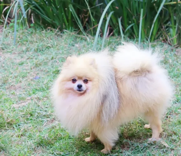 Spitz Alemão Macho