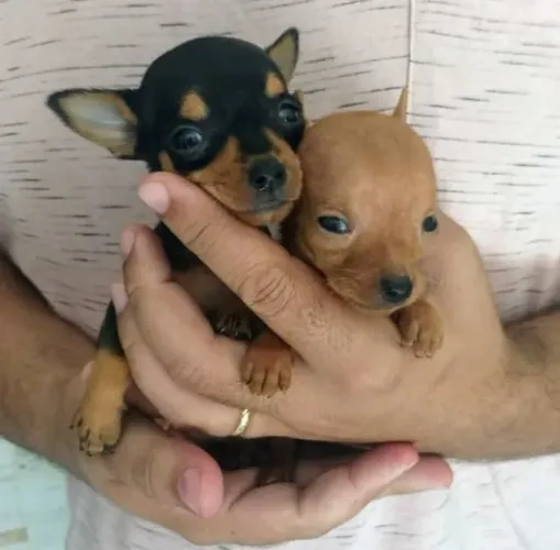 Pinscher 0 Filhotes 