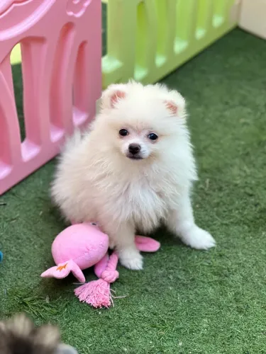 Spitz alemão fêmea