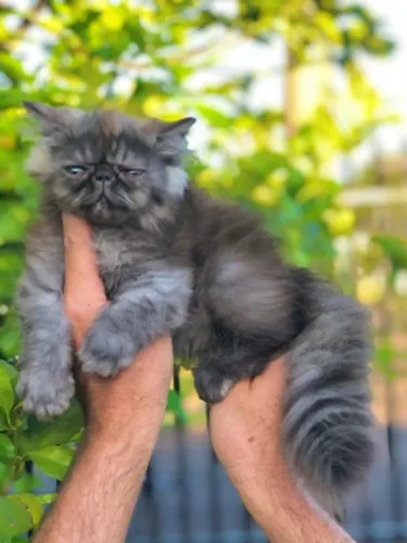 Persa filhote macho e femea