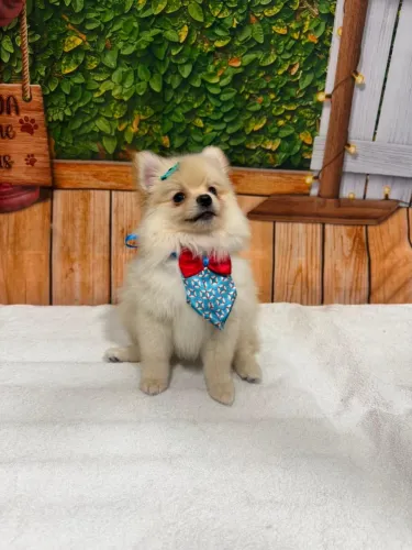 Vende-se 2 filhotes Lulu da Pomerânia