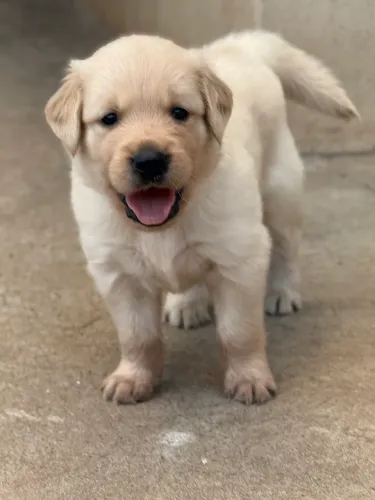 Golden retriever