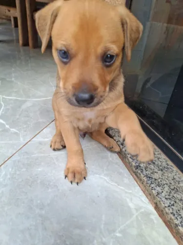 Doação de cachorros filhotes fofinhos