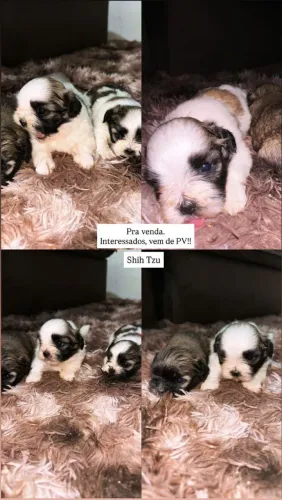 Filhotes shit Tzu 