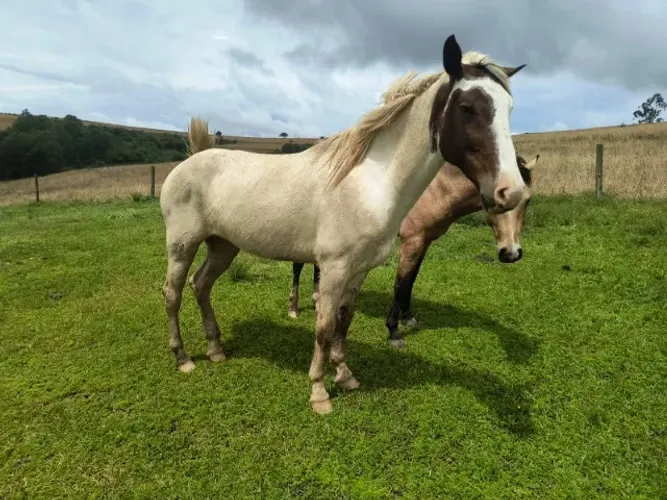 Cavalo pampa