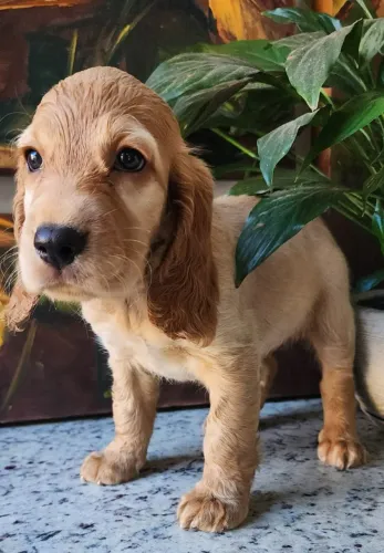 Cocker - Lindos a Pronta entrega.