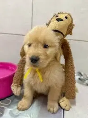 GOLDEN RETRIEVER Sempre pronto para espalhar felicidade.