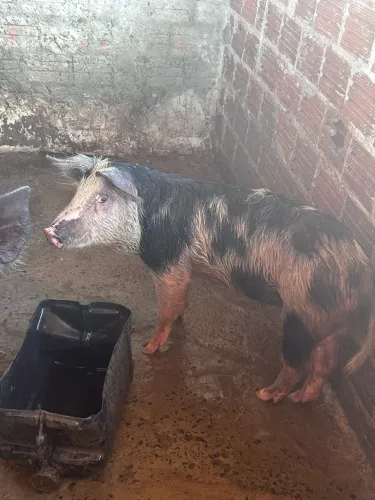 Vendo leitoa caipira