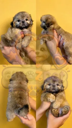 Shih-tzu 