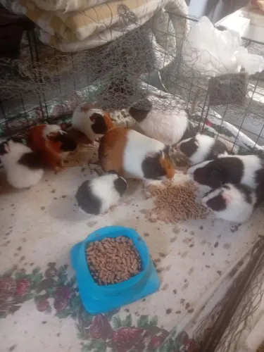 Doação de porquinho da índia com a idade de 2 meses