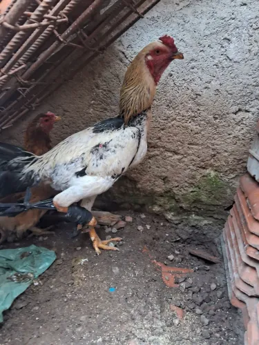 Galo novo 1 ano venda ou troca por galinha