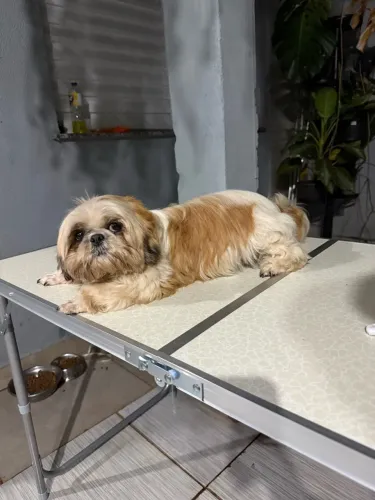 Fêmea shi-tzu adulta