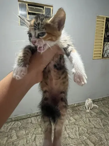 Gatos a adoção
