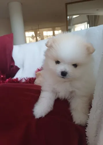 Lulu da Pomerânia 