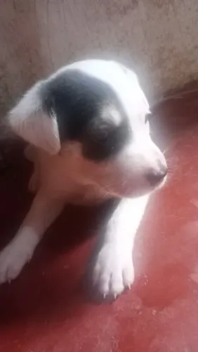 Doação de filhotinhos de cachorro caramelo