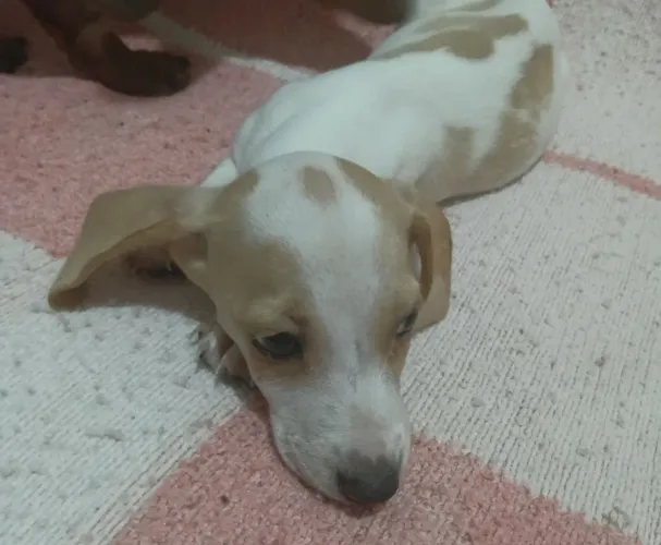Vendo filhotes de Salsicha piebal