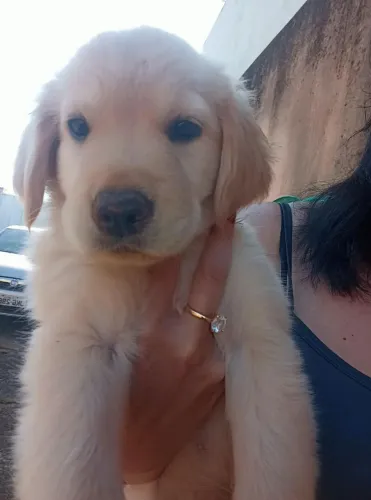 Golden retrivier femeas