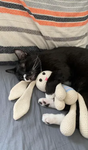 Gato CASTRADO , 5 anos 
