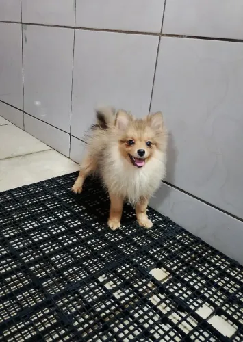 Spitz Alemão macho 4 meses