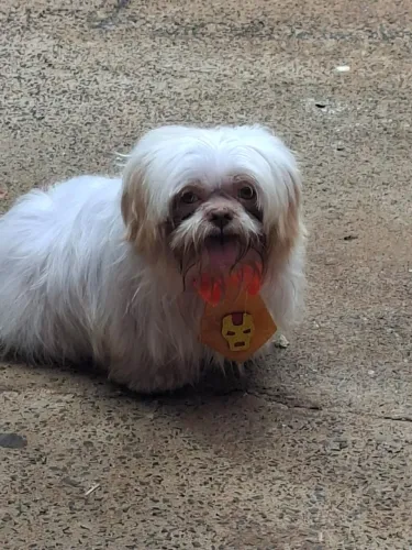 Shihtzu macho 