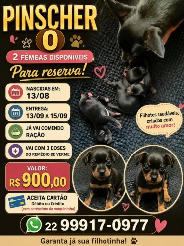 Filhote fêmea pinscher 0