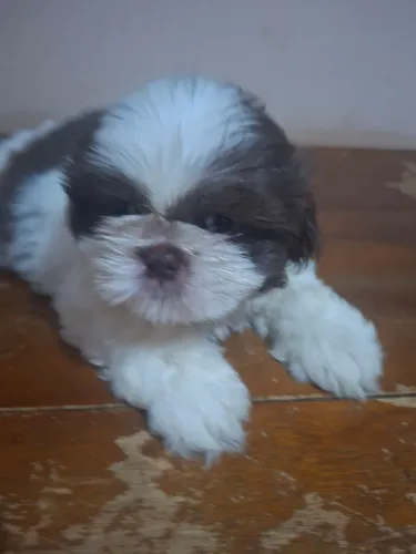 Vende-se filhote de shih tuz macho pv