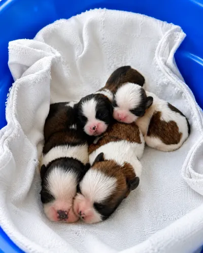 Shihtzu