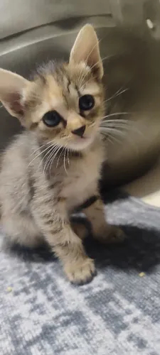 Doação de gatinhas fêmea 