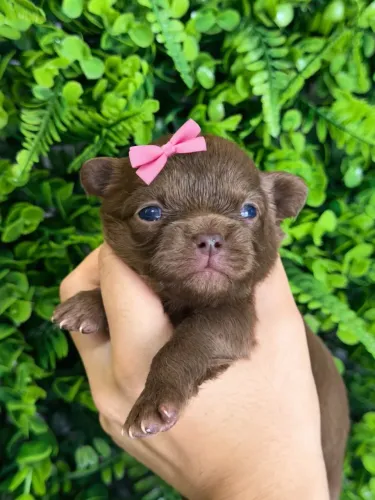 Chihuahua Pelo Longo Fêmea!! Chocolate Sólido.