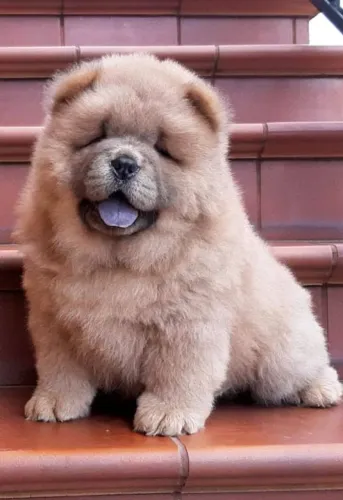 Filhote Chow Chow Macho Charmoso