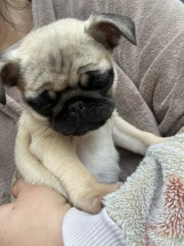 Pug fêmea