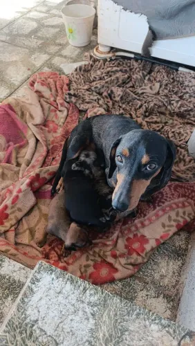 Basset Teckel 