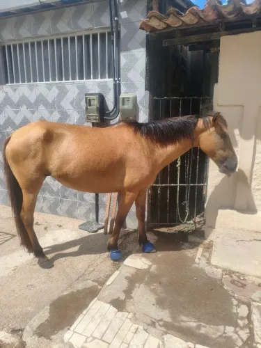 Cavalos