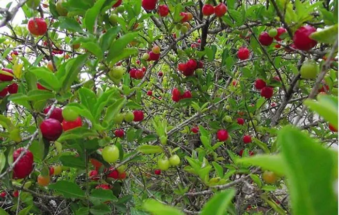Mudas de acerola gigante  preste a produzir 1 metro
