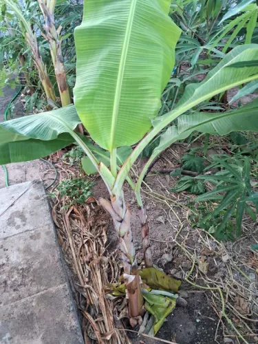 Mudas de banana maçã (leite) Embrapa - R$20