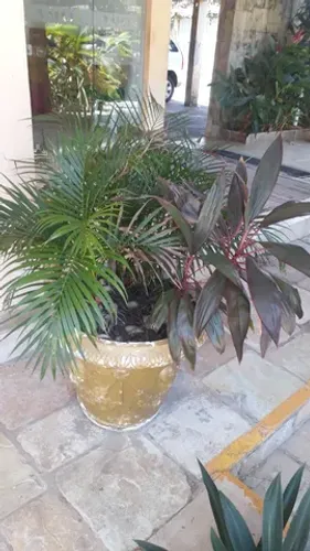 lindos vasos romanos com diversas plantas