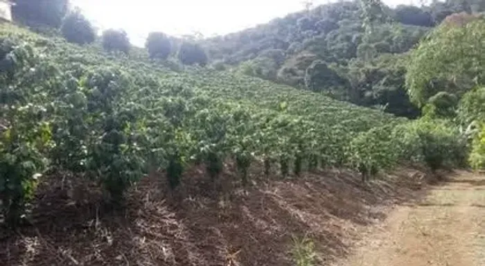 Vendo sítio em Santa Maria de jetiba