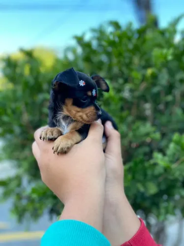 Pinscher fêmea padrão zero na cor preto com canela filhote tem 52 dias vacinada-Alberto