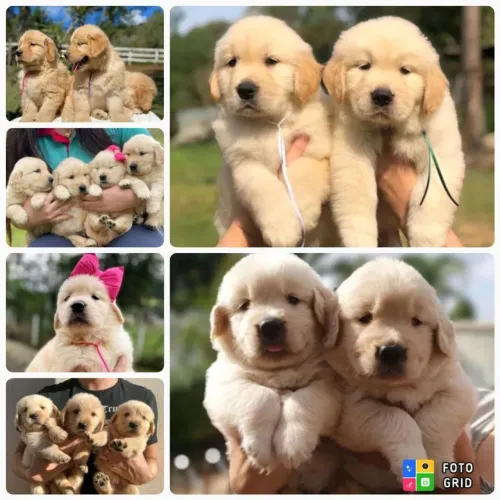 Filhotes Golden Retriever