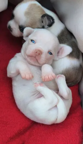 Filhotes Chihuahua Pequenos Macho - 12 vezes